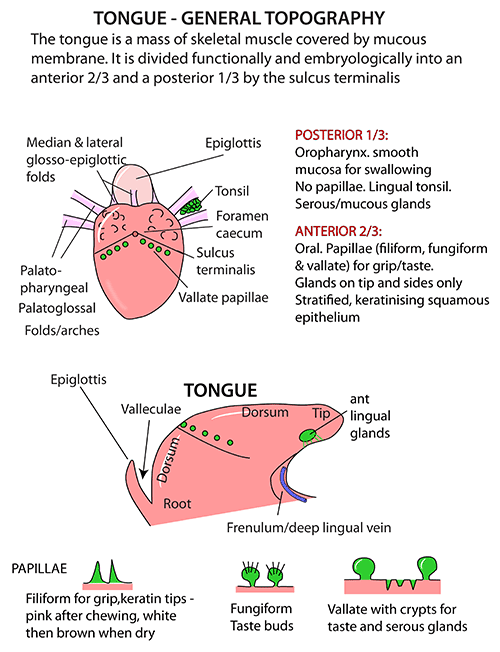 tongue-topography.png
