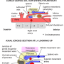 abdomen_section_at_l1.png