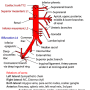 abdominal_aorta_branches.png