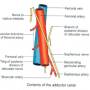adductor-canal-contents.jpg