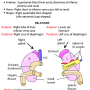 adrenal-gland.png