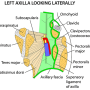 axilla-lateral.png
