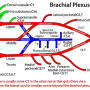 brachial-plexus-brief.png