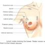 breast-lymphdrain.jpg