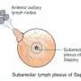 breast-subareolar-lymphplxs.jpg