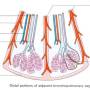 bronchopulmonary-segment-anatomy.jpg