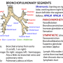 bronchopulmonary-segment.png
