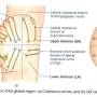 buttocks-nerve-supply-quadrants.jpg