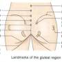 buttocks-surface-anatomy.jpg