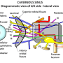 cavernous_sinus_lateral_view.png