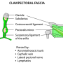 clavipectoral_fascia.png