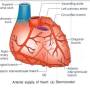 coronary-artery-sternocostal.jpg