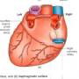 coronary-artery-sternodiaphramsurface.jpg