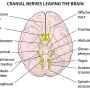 cranial-nerve-brainstem.png