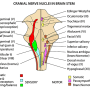 cranial-nuclei-brainstem.png