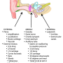 ear-overview.png
