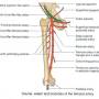 femoral-artery-branches.jpg