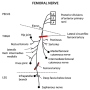femoral-nerve.png