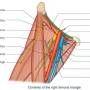 femoral-triangle-detail.jpg