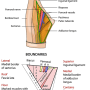 femoral-triangle.png