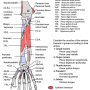 forearm-anteriormuscles.png
