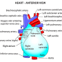 heart-anteriorvx.png
