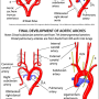 heart-aortic-arches.png