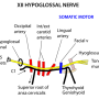hypoglossal_nerve.png