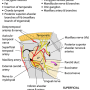 infratemporal_fossa_-contents.png