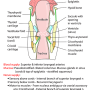 larynx-cornalsect.png
