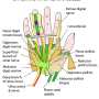 palm-dissection-1.png