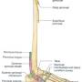 peroneal-nerve_-branches.jpg