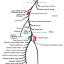 radial-nerve-2.png