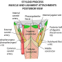 styloid-posterior_view.png