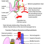 thyroid_blood_supply.png