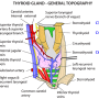 thyroid_gland_topography.png
