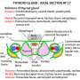 thyroid_section_at_c7.png