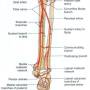 tibial-artery-posterior.jpg
