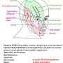 trigeminal-maxillary.png