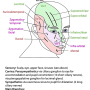 trigeminal-ophthalmic.png
