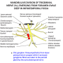 trigeminal_nerve_-_mandibular.png