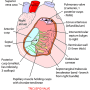 ventricle-right-anat.png