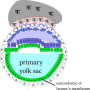 embry-yolksac.png