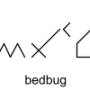 bedbug.jpg