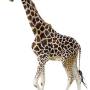 girafee.jpg