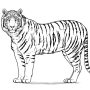 tiger.png