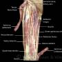 anterior-thigh-muscles.jpg