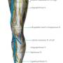 cutaneous_nerves_front_thigh.jpg