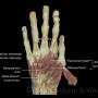 hand-muscles-interossei-and-adductor-pollicis.jpg