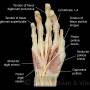 hand-muscles-thenar-and-hypothenar.jpg